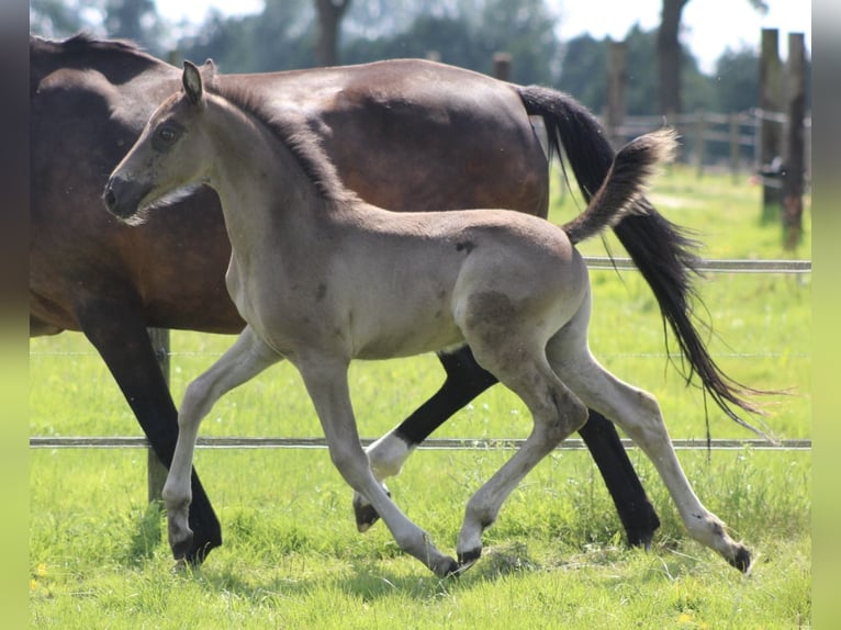 KWPN Klacz 14 lat 167 cm Ciemnogniada in Noordwijk