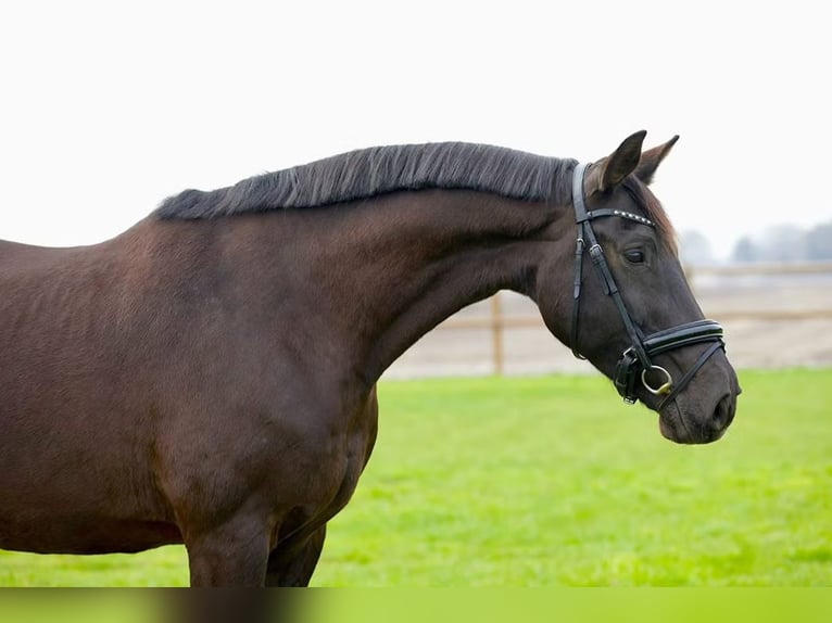 KWPN Klacz 14 lat 167 cm Kara in Klazienaveen