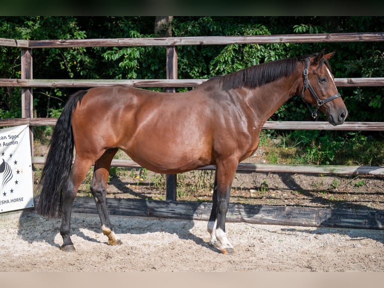 KWPN Klacz 14 lat 169 cm Gniada in GROTE-BROGEL