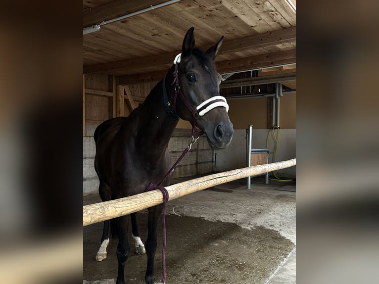 KWPN Klacz 14 lat 170 cm Ciemnogniada in UetendorfUetendorf