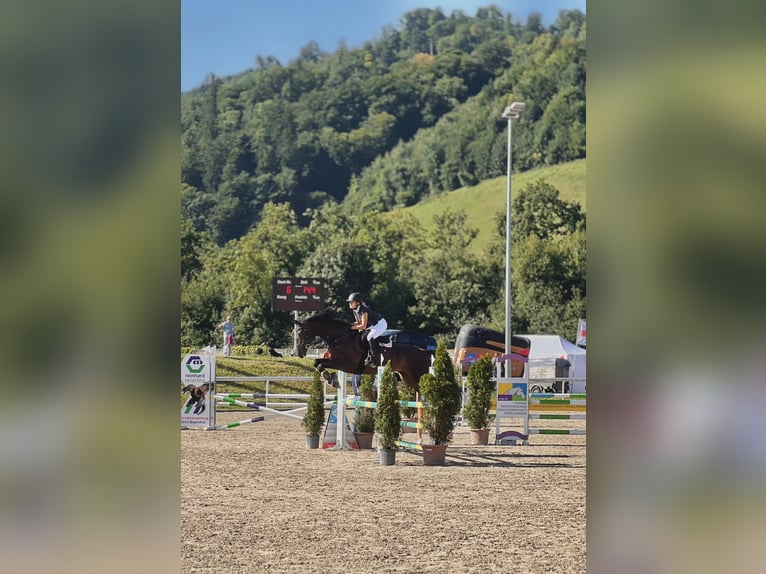 KWPN Klacz 14 lat 170 cm Ciemnogniada in UetendorfUetendorf
