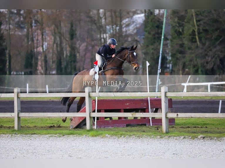 KWPN Klacz 14 lat 172 cm Gniada in Deinze
