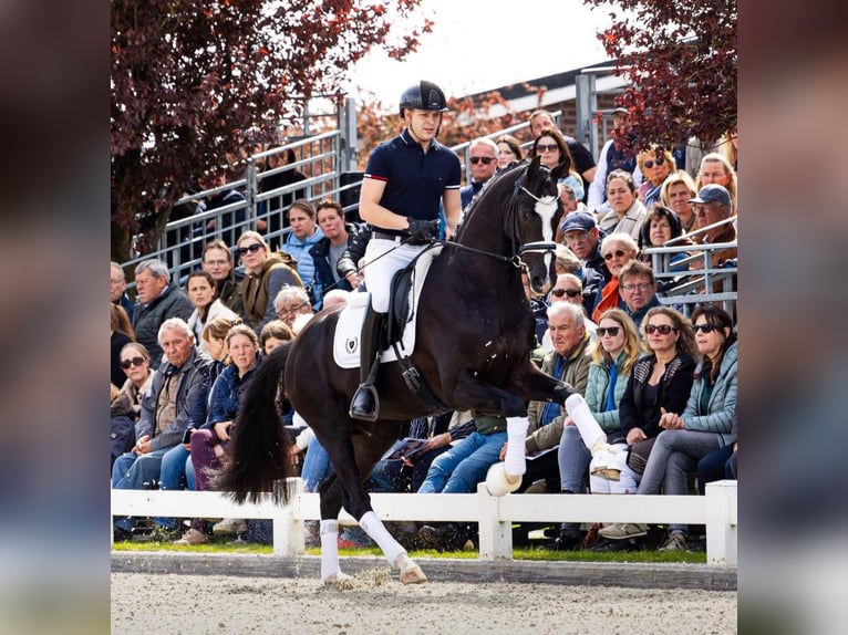 KWPN Klacz 14 lat 173 cm Gniada in Best