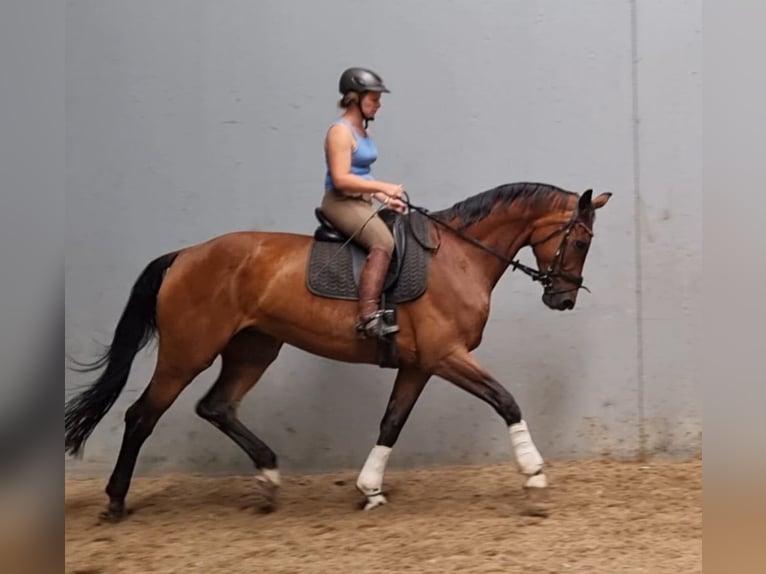 KWPN Klacz 14 lat 173 cm Gniada in Best