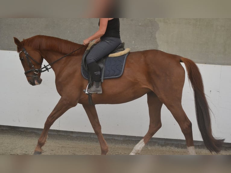 KWPN Klacz 14 lat 174 cm Kasztanowata in Breda
