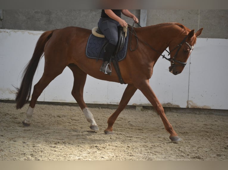 KWPN Klacz 14 lat 174 cm Kasztanowata in Breda
