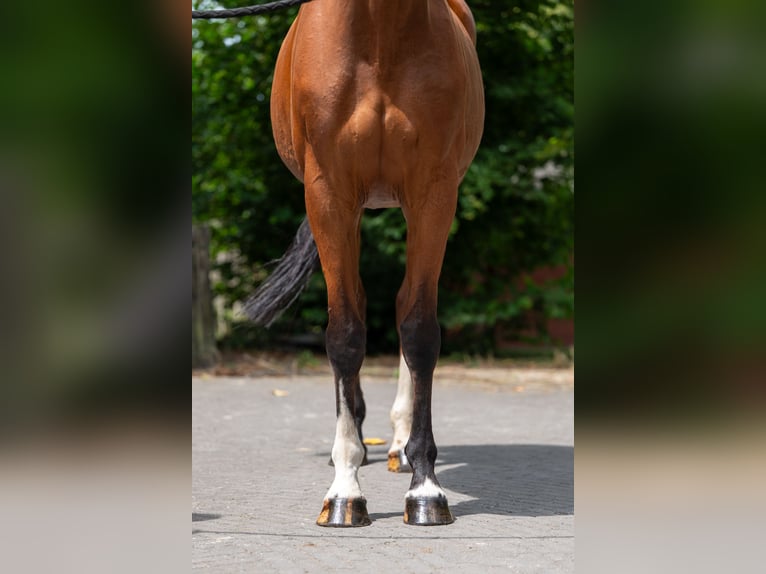 KWPN Klacz 15 lat 154 cm in GROTE-BROGEL
