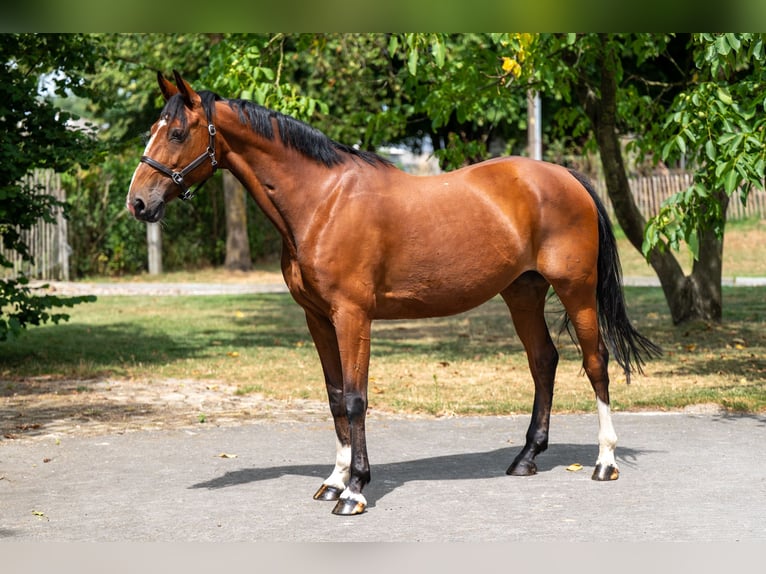 KWPN Klacz 15 lat 154 cm in GROTE-BROGEL