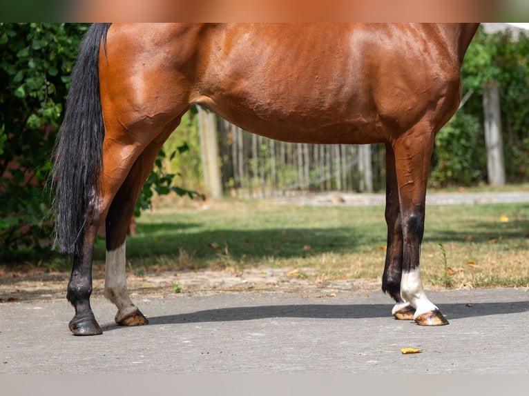 KWPN Klacz 15 lat 154 cm in GROTE-BROGEL
