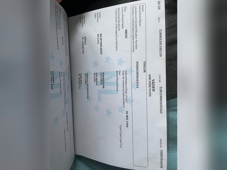 KWPN Klacz 15 lat 162 cm Ciemnogniada in Korbach