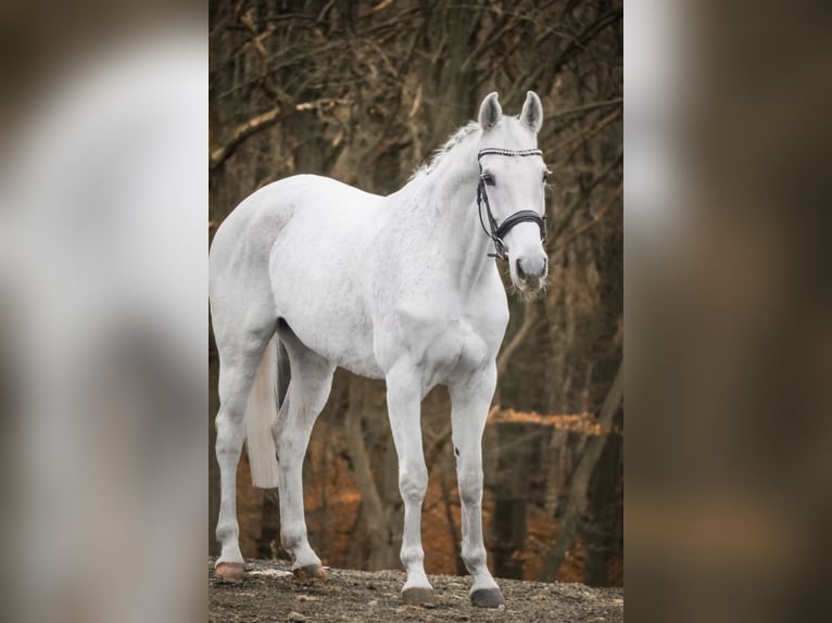 KWPN Klacz 15 lat 164 cm Siwa w hreczce in Nettersheim