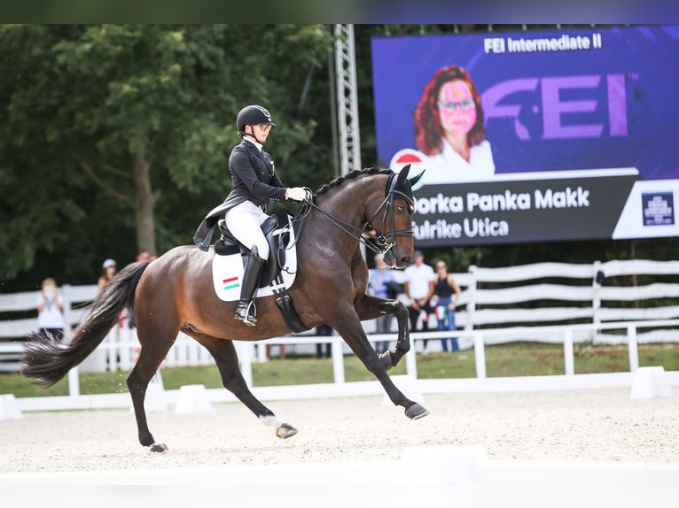 KWPN Klacz 15 lat 165 cm Ciemnogniada in Laxenburg