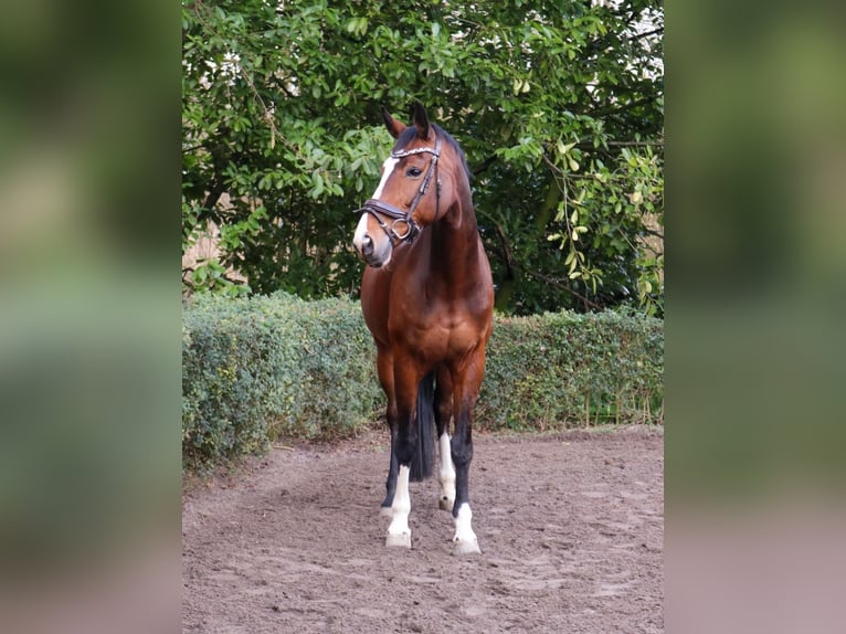 KWPN Klacz 15 lat 165 cm Gniada in Capelle aan den IJssel