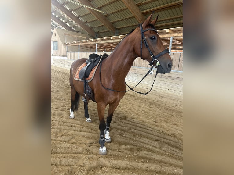 KWPN Klacz 15 lat 165 cm Gniada in Helming bei Seekirchen