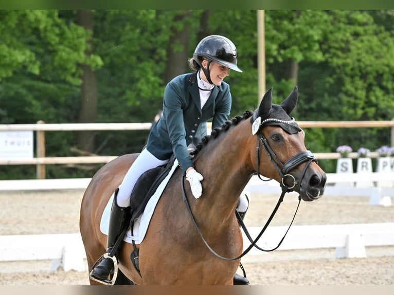 KWPN Klacz 15 lat 167 cm Ciemnogniada in Oisterwijk