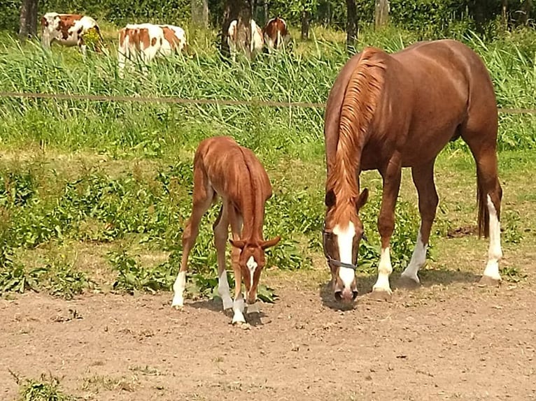 KWPN Klacz 15 lat 168 cm Kasztanowata in Schoonrewoerd
