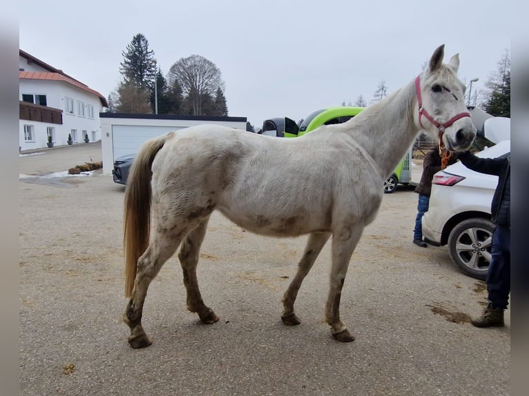 KWPN Klacz 15 lat 168 cm Siwa in Lechbruck