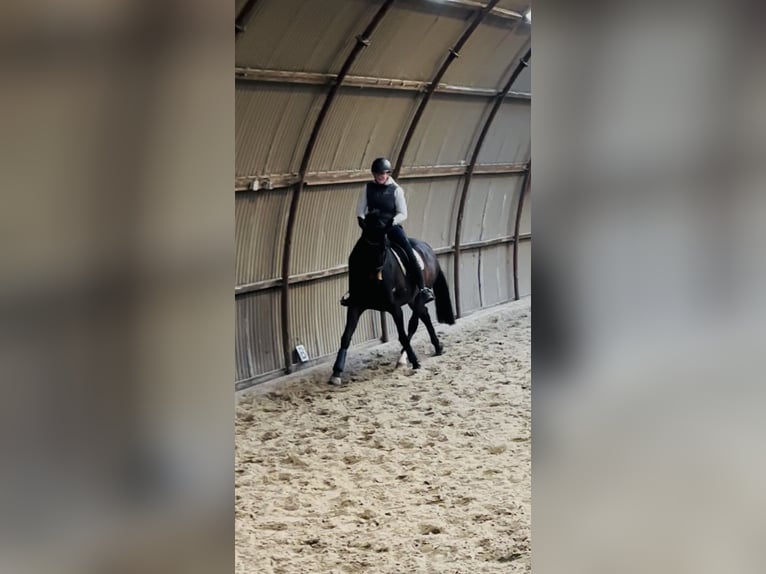 KWPN Klacz 15 lat 169 cm Ciemnogniada in Middelstum