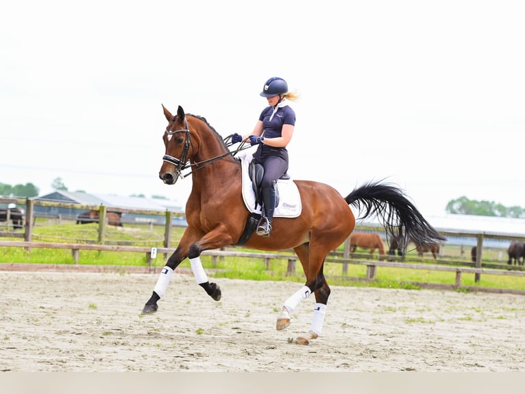 KWPN Klacz 15 lat 170 cm Jasnogniada in Heerhugowaard