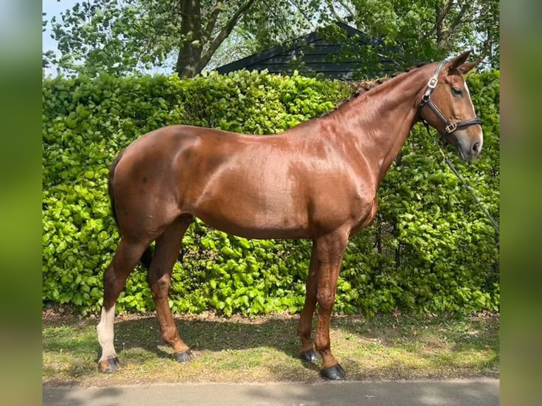KWPN Klacz 15 lat 172 cm Kasztanowata in Zelhem