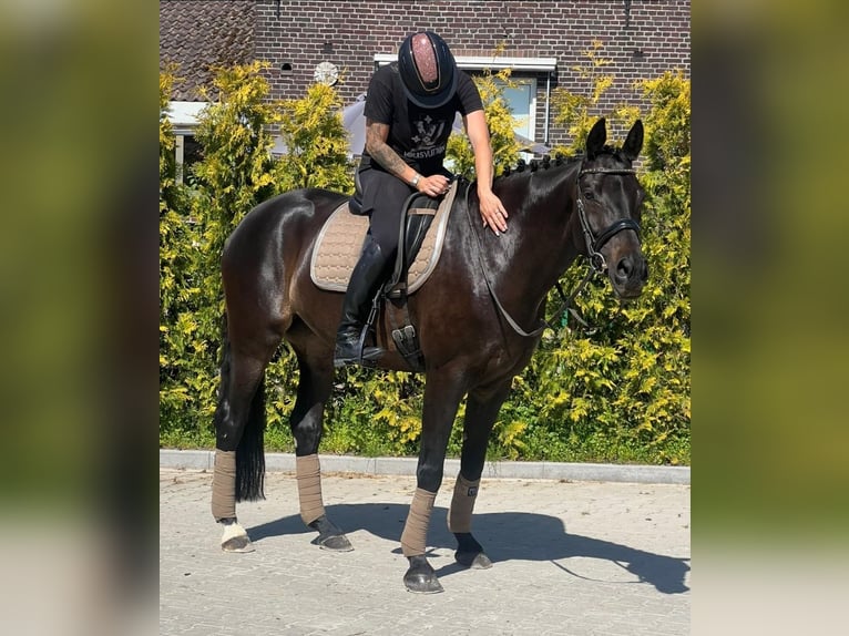 KWPN Klacz 16 lat 163 cm  in Nettetal