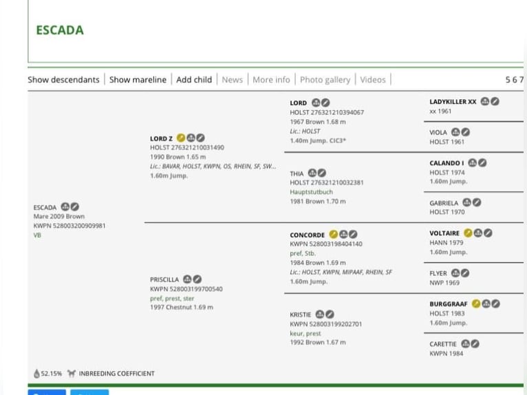 KWPN Klacz 16 lat 164 cm Gniada in Moraleja Del Vino