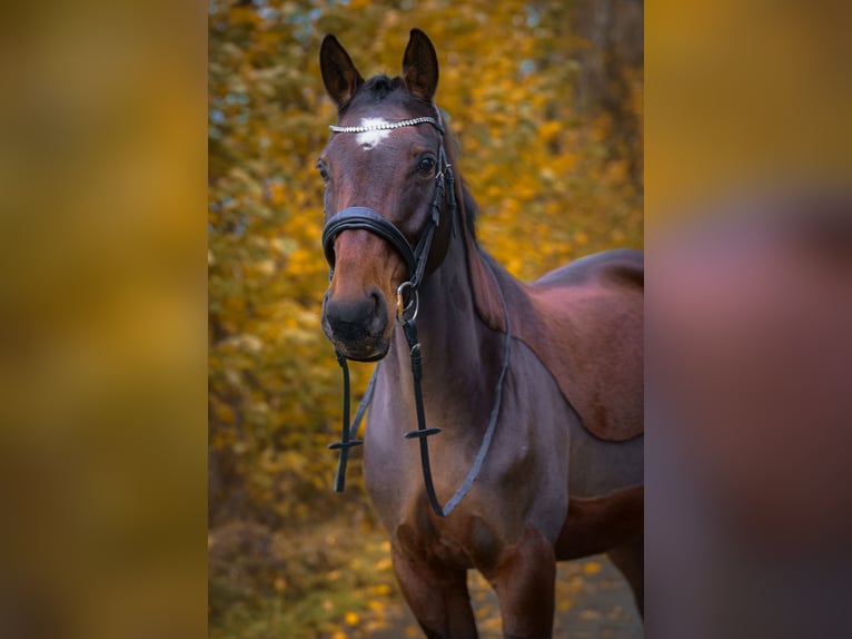 KWPN Mix Klacz 16 lat 165 cm Gniada in Rüthen-Westereiden