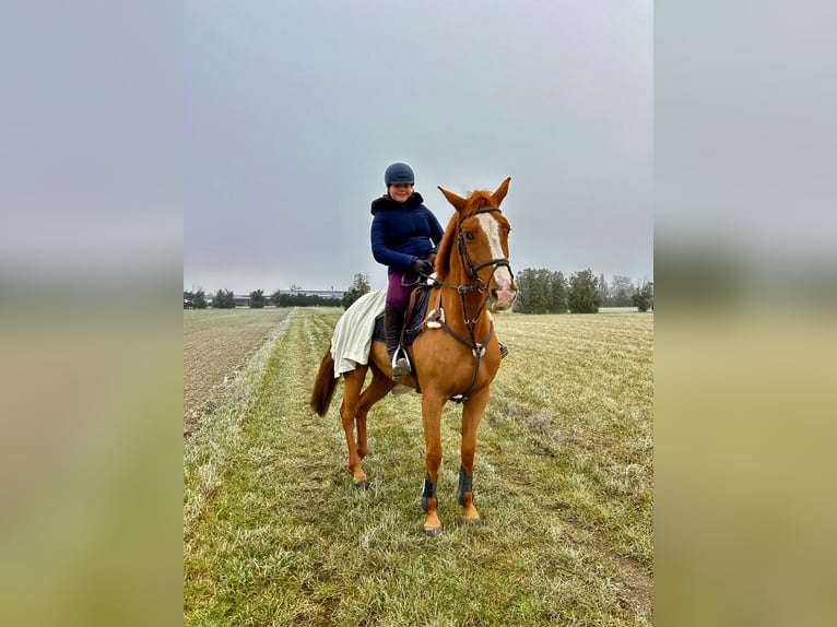 KWPN Klacz 16 lat 165 cm Kasztanowata in Durmersheim