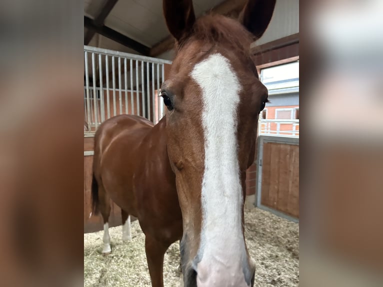 KWPN Klacz 16 lat 165 cm Kasztanowata in Durmersheim