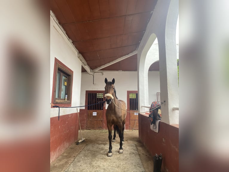 KWPN Mix Klacz 16 lat 168 cm Gniada in Valverde Bajo