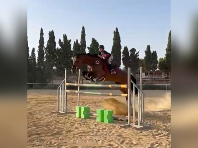 KWPN Mix Klacz 16 lat 168 cm Gniada in Valverde Bajo