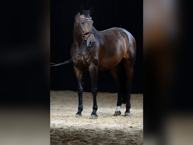 KWPN Klacz 16 lat 170 cm Gniada in Bad Schönborn