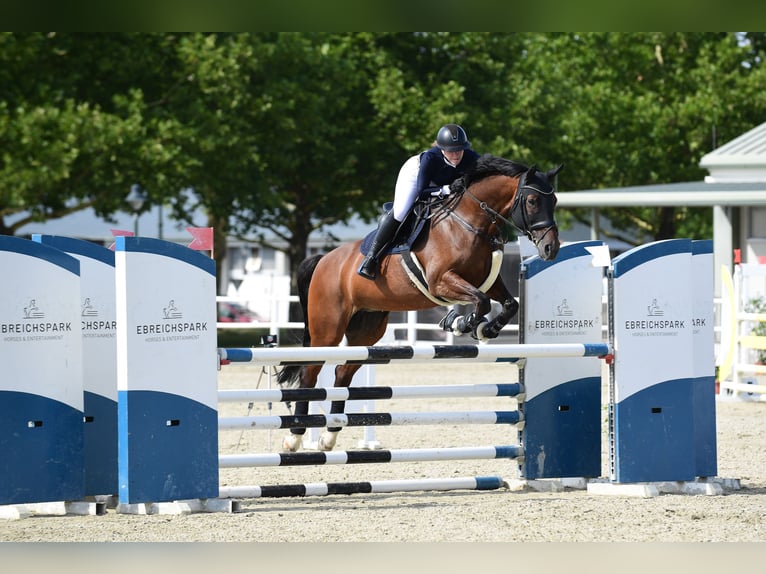 KWPN Klacz 16 lat 170 cm Gniada in Straß