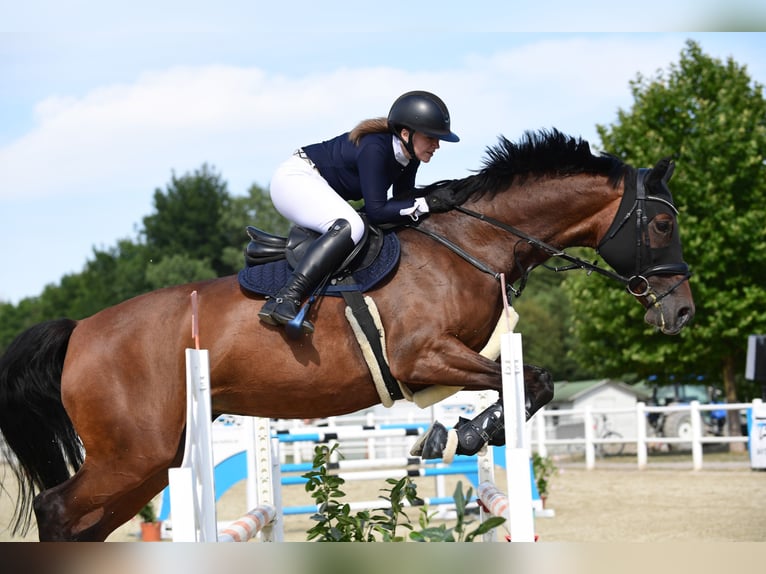 KWPN Klacz 16 lat 170 cm Gniada in Straß