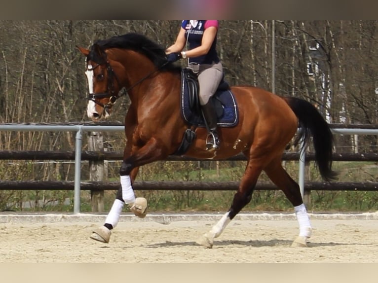 KWPN Klacz 16 lat 173 cm Gniada in Kirchhundem