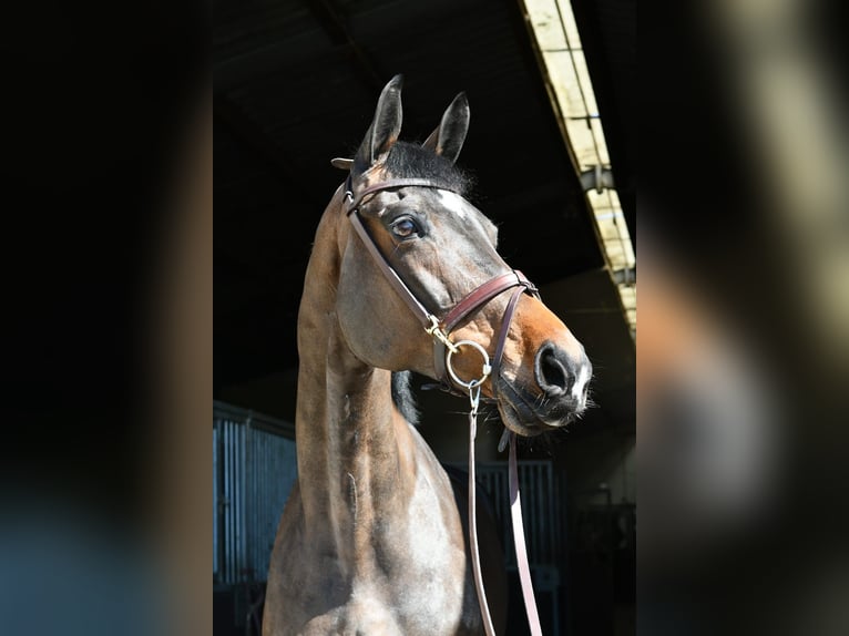 KWPN Klacz 16 lat 178 cm Ciemnogniada in Geilenkirchen