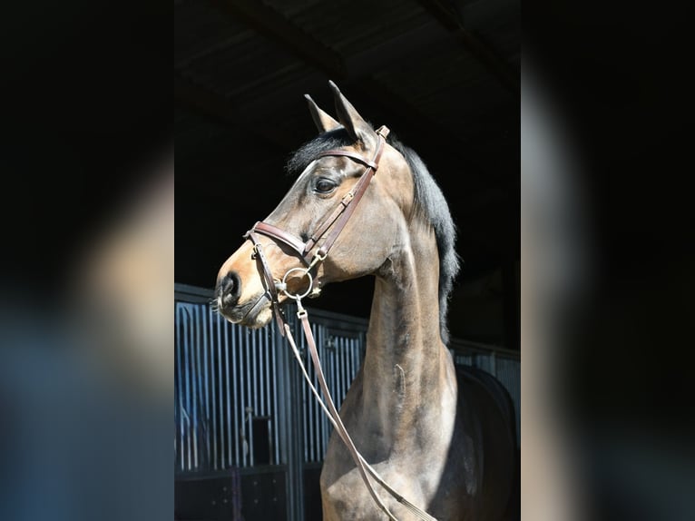 KWPN Klacz 16 lat 178 cm Ciemnogniada in Geilenkirchen