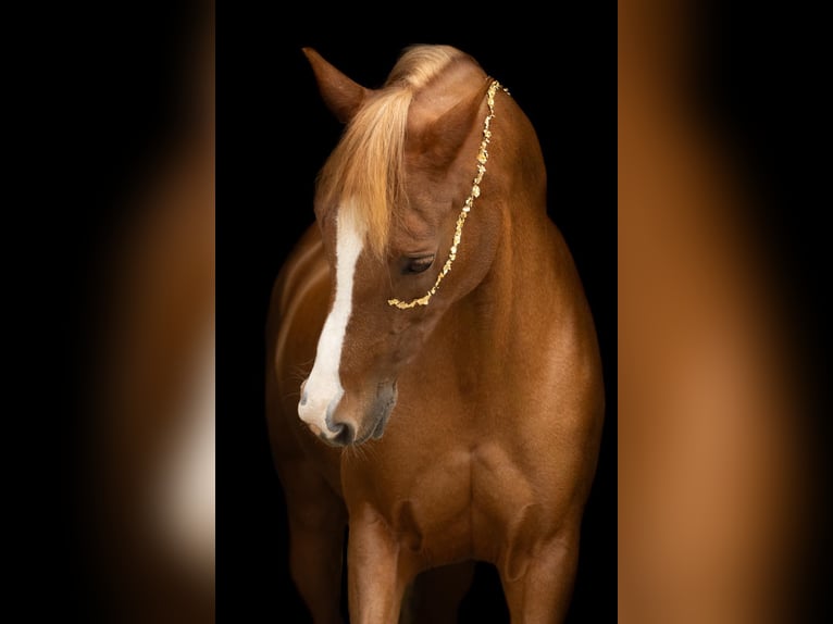 KWPN Klacz 17 lat 155 cm Kasztanowata in Kasterlee