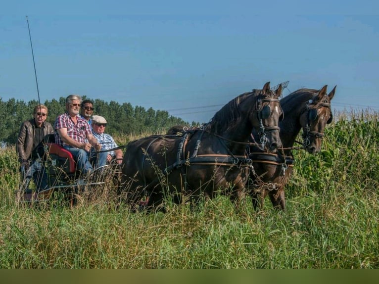 KWPN Klacz 17 lat 158 cm Kasztanowata in Asten