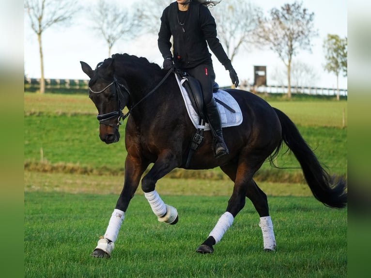 KWPN Klacz 17 lat 160 cm Ciemnogniada in Nettersheim