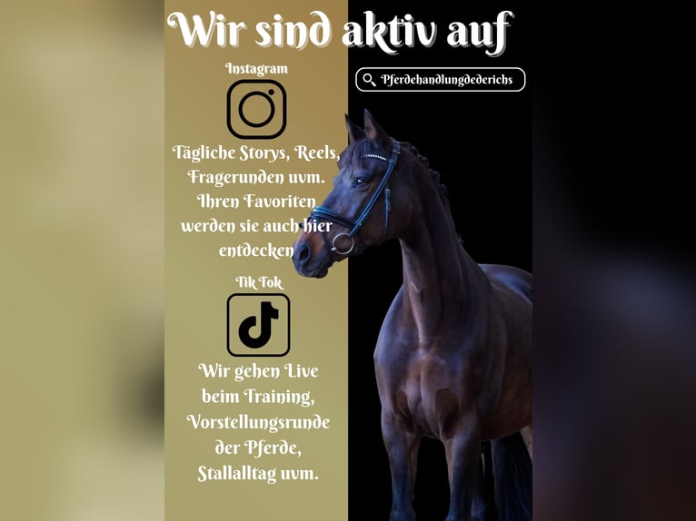 KWPN Klacz 17 lat 160 cm Ciemnogniada in Nettersheim