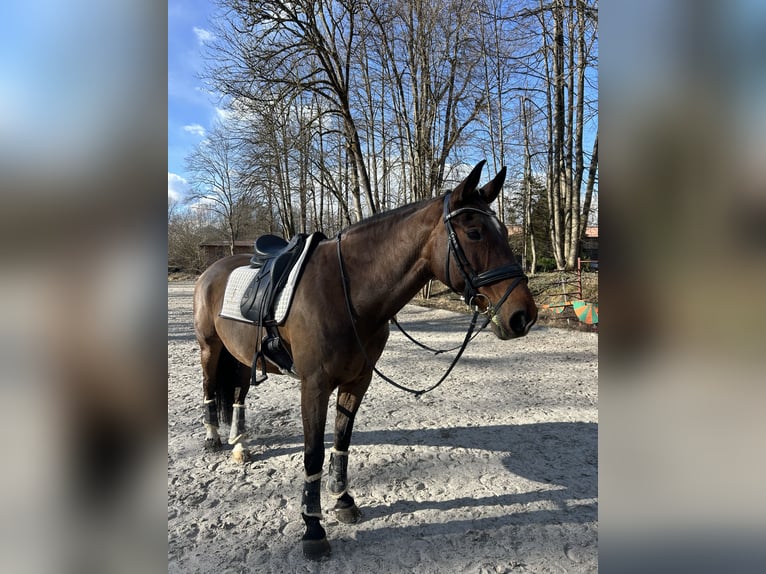 KWPN Mix Klacz 17 lat 165 cm Gniada in Preserje