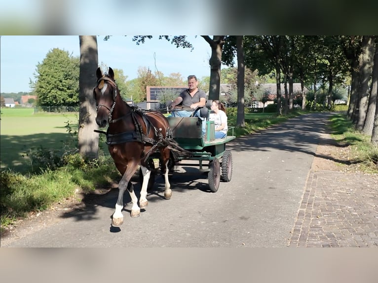 KWPN Klacz 17 lat 165 cm Gniada in Waddinxveen