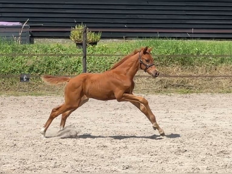 KWPN Klacz 17 lat 167 cm Gniada in Zuidlaren