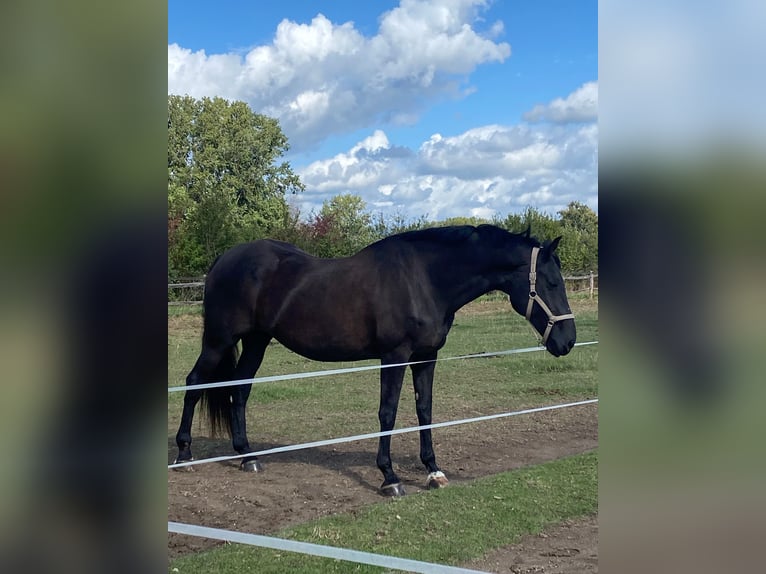 KWPN Klacz 17 lat 171 cm Skarogniada in Wehl