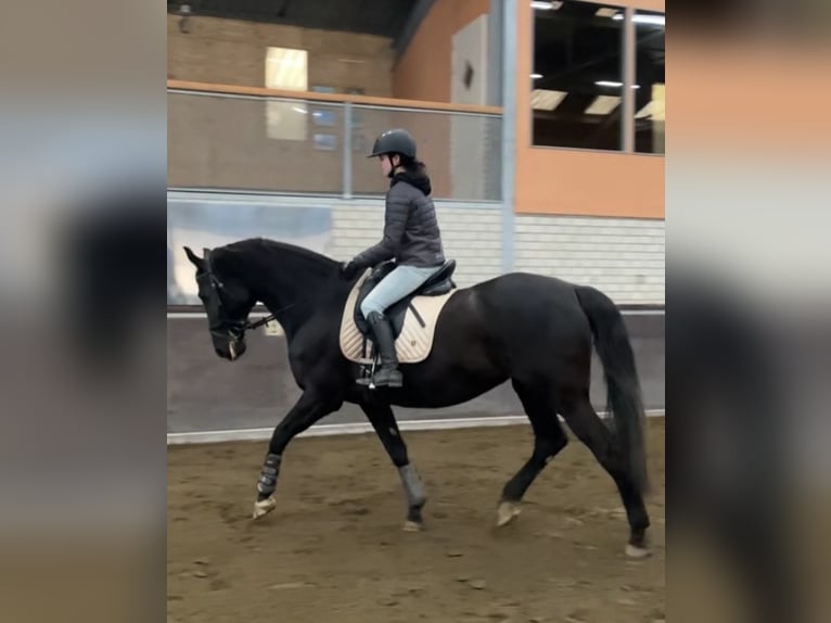 KWPN Klacz 17 lat 171 cm Skarogniada in Wehl