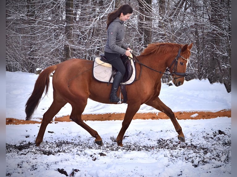 KWPN Klacz 18 lat 154 cm Kasztanowata in Nei&#xDF;eaue