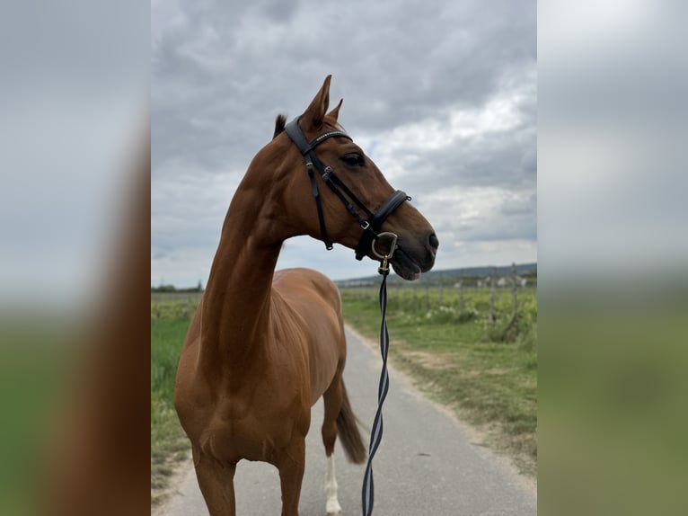 KWPN Klacz 18 lat 160 cm Kasztanowata in Walluf