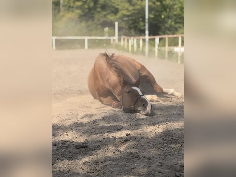 KWPN Klacz 18 lat 160 cm Kasztanowata in Walluf