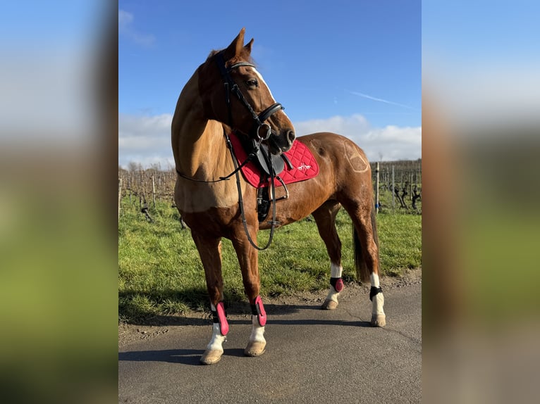 KWPN Klacz 18 lat 160 cm Kasztanowata in Walluf
